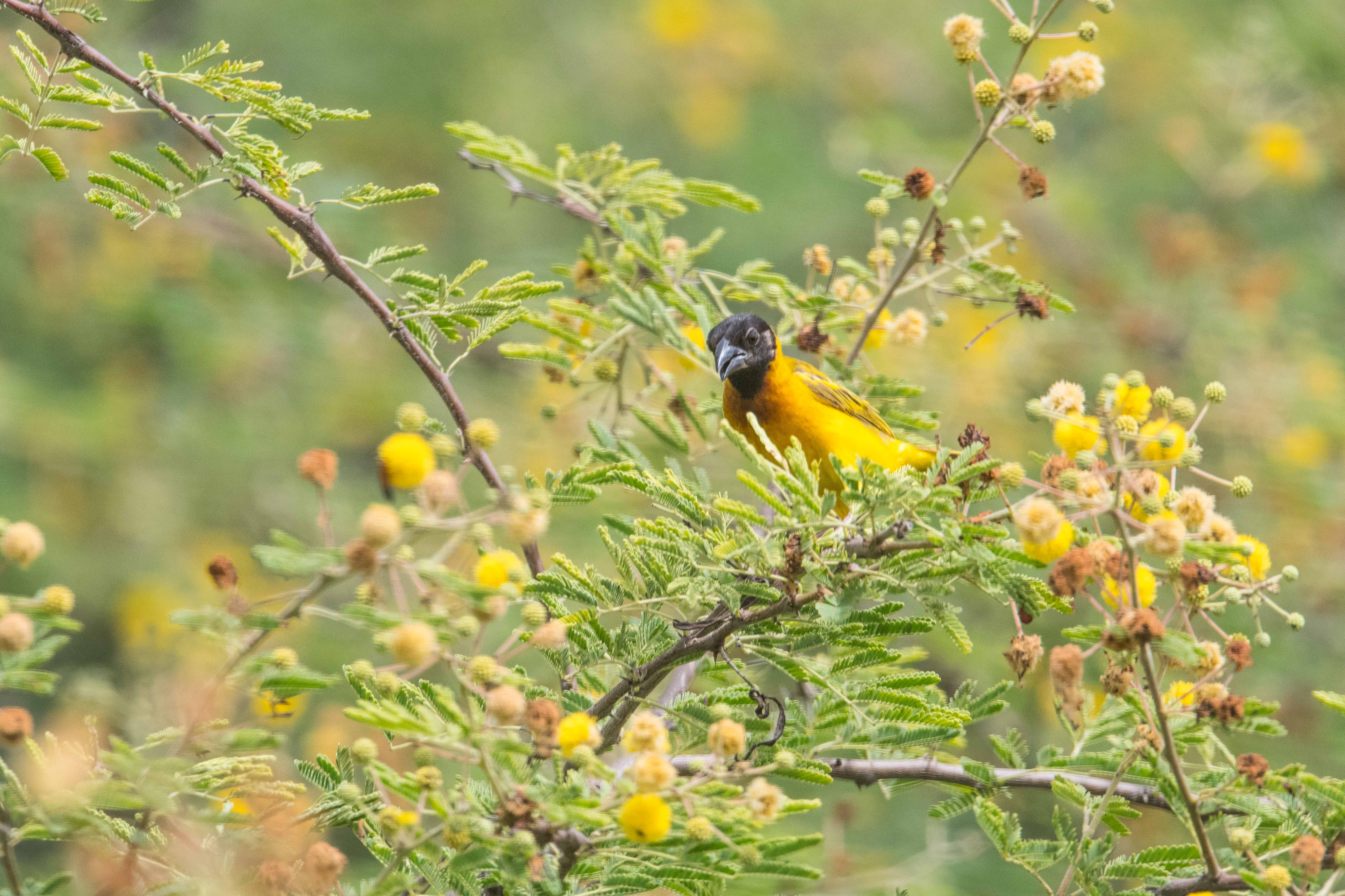 Tisserin gendarme (Village weaver, Ploceus Cucullatus), mâle adulte dans un acacia sauvage en en fleurs, Réserve Naturelle de Popenguine.